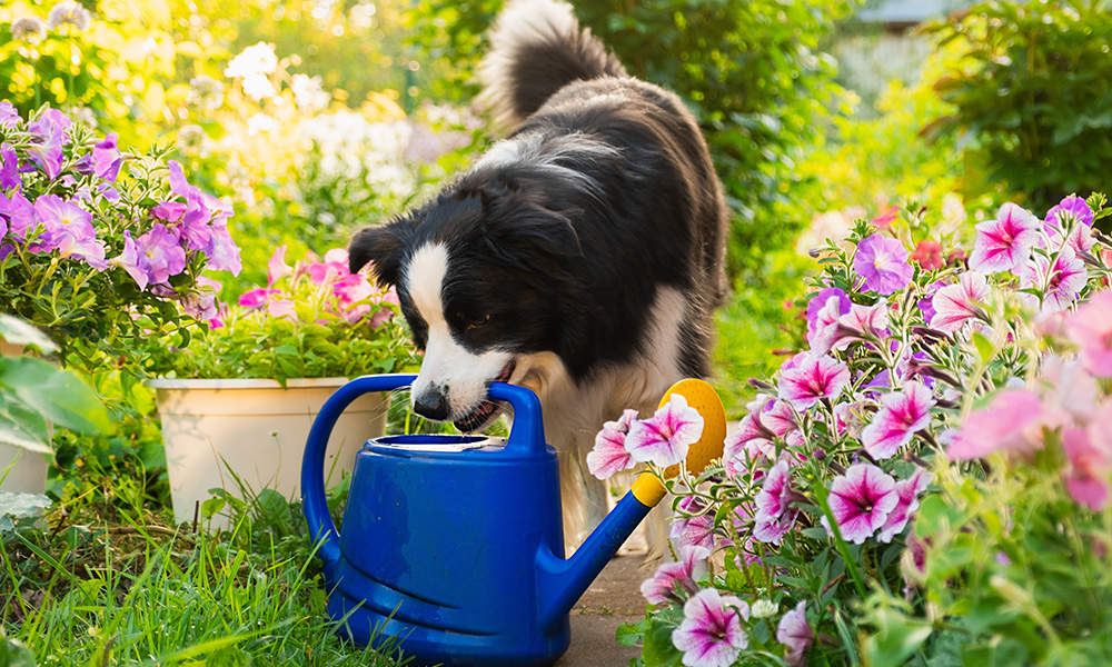 Dog with watering pale